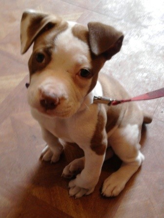 LOLA LOLA